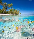 Tropical island under and above water Royalty Free Stock Photo
