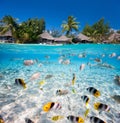 Tropical island under and above water Royalty Free Stock Photo