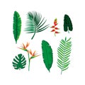 Tropical isolated illustrator flowers and leafs Set. Summer design. Royalty Free Stock Photo