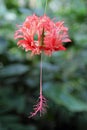 Tropical Japanese Lantern Flower, Hibiscus schizopetalus, Singapore