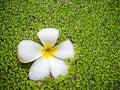 Tropical jasmine flower plumeria and water fern