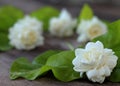 Tropical jasmine flower on wood.Jasmine flowers and leaves on br