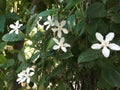 Tropical `jasmine` - Wrigthia antidysenterica