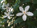 Tropical `jasmine` - Wrigthia antidysenterica