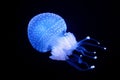 Tropical Jellyfish Phyllorhiza punctata white-spotted jellyfish underwater