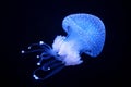 Tropical Jellyfish Phyllorhiza punctata white-spotted jellyfish underwater