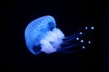 Tropical Jellyfish Phyllorhiza punctata white-spotted jellyfish underwater