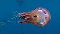 Tropical jellyfish