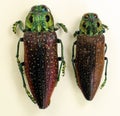 Tropical jewell beetle Lampropepla rothschildi from Madagascar