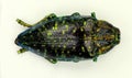 Tropical jewell beetle Polybothris sumptuosa from Madagascar. Buprestidae