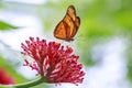 Tropical Julia butterfly Dryas iulia feeding and resting on flow Royalty Free Stock Photo