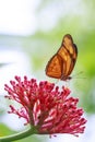 Tropical Julia butterfly Dryas iulia feeding and resting on flow Royalty Free Stock Photo