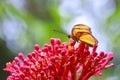 Tropical Julia butterfly Dryas iulia feeding and resting on flow Royalty Free Stock Photo