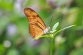 Tropical Julia butterfly Dryas iulia feeding and resting on flow Royalty Free Stock Photo