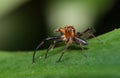 Tropical Jumping Spider Royalty Free Stock Photo