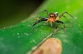 Tropical Jumping Spider Royalty Free Stock Photo