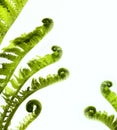 Tropical jungle as a blank frame with fern green plants Royalty Free Stock Photo