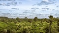 The tropical jungle in Cambodia Asia