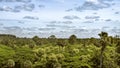 The tropical jungle in Cambodia