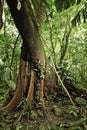 Tropical jungle detail amazon rain forest tree Royalty Free Stock Photo