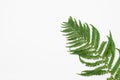 Tropical jungle Fern leaves on white background. Flat lay, top view Royalty Free Stock Photo