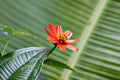 Tropical Jungle Flower