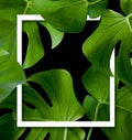 Tropical jungle foliage, green leaf nature background Royalty Free Stock Photo