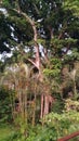 Tropical jungle garden