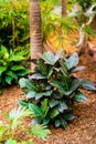 Tropical jungle green shrub. Croton bush in summer garden. Royalty Free Stock Photo