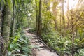 Tropical jungle hiking trail with lush foliage in Malaysia