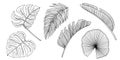 Tropical jungle leaf vector set. Monstera, banana palm leaves. Contour hand drawn illustration isolated on white. Sketch Royalty Free Stock Photo