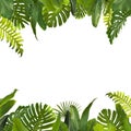 Tropical Jungle Leaves Background Royalty Free Stock Photo