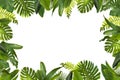 Tropical Jungle Leaves