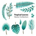 Tropical Jungle Leaves, Fern, Vector Set isolated on white background