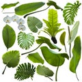 Tropical jungle leaves