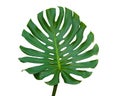 Tropical jungle monstera leaves Isolate on white background Royalty Free Stock Photo