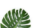 Tropical jungle Monstera leaves isolated, Swiss Cheese Plant, isolated on white background Royalty Free Stock Photo