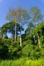 Tropical jungle in morning light white tree trunks