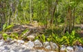 Tropical jungle and nature with trees branches plants flowers Mexico Royalty Free Stock Photo