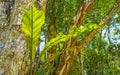 Tropical jungle and nature with trees branches plants flowers Mexico Royalty Free Stock Photo