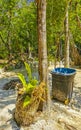 Tropical jungle and nature with trees branches plants flowers Mexico Royalty Free Stock Photo