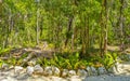 Tropical jungle and nature with trees branches plants flowers Mexico Royalty Free Stock Photo