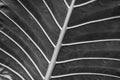 Black and white leaf macro. Artistic nature pattern Royalty Free Stock Photo