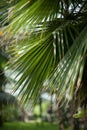 Tropical jungle palm tree leaves in a greenhouse, close up Royalty Free Stock Photo