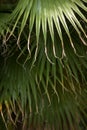 Tropical jungle palm tree leaves in a greenhouse, close up Royalty Free Stock Photo