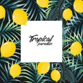 Tropical jungle palm tree leaves with lemons on black background. Royalty Free Stock Photo