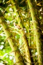 Tropical Jungle Plant Detail Background