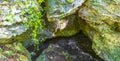 Tropical jungle plants trees rocks stones cave cenote Muyil Mexico Royalty Free Stock Photo