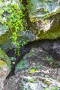 Tropical jungle plants trees rocks stones cave cenote Muyil Mexico Royalty Free Stock Photo