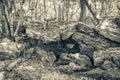 Tropical jungle plants trees rocks stones cave cenote Muyil Mexico Royalty Free Stock Photo